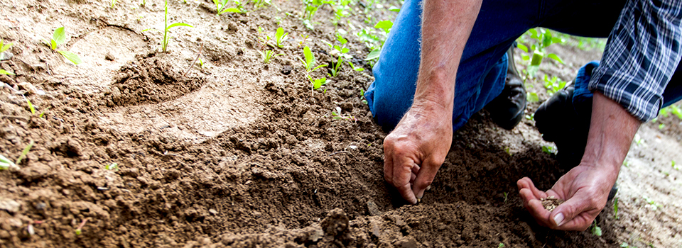 Primer plano de las manos de un jardinero sembrando semillas